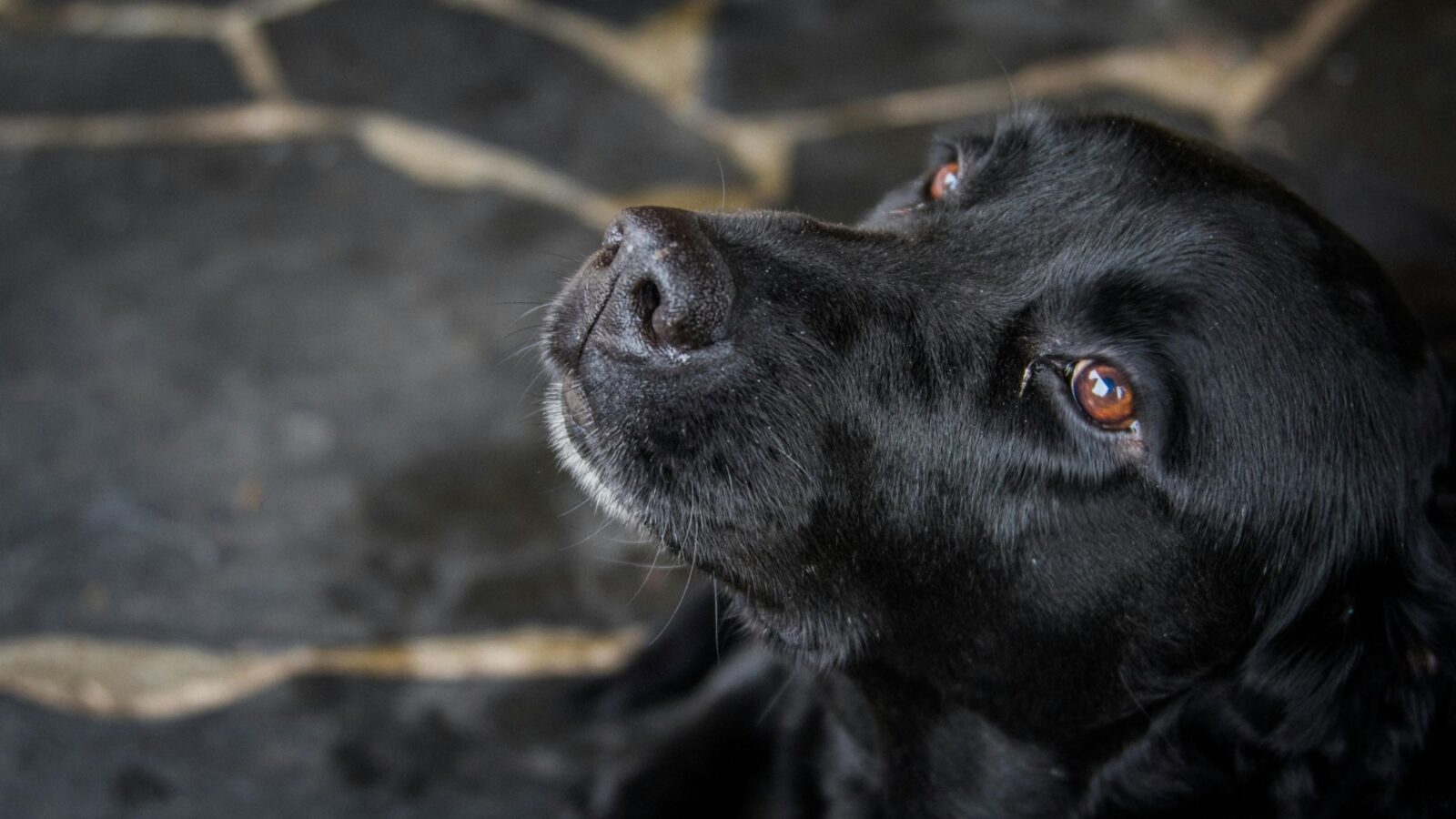 A black dog looks up with brown adoring eyes.