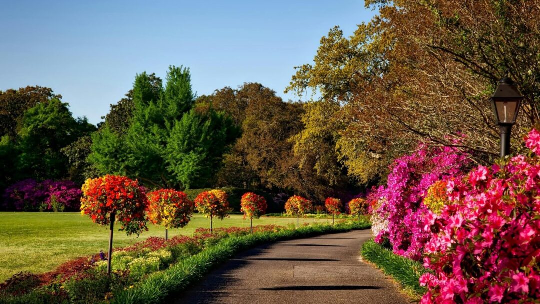 An outdoor path lined with flowers and bushes