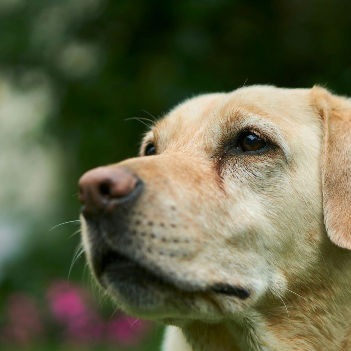 Close-up of white Labrador dog's head, looking alert aly towards slightly beyond and above the camera. Blurred outdoor setting behind.