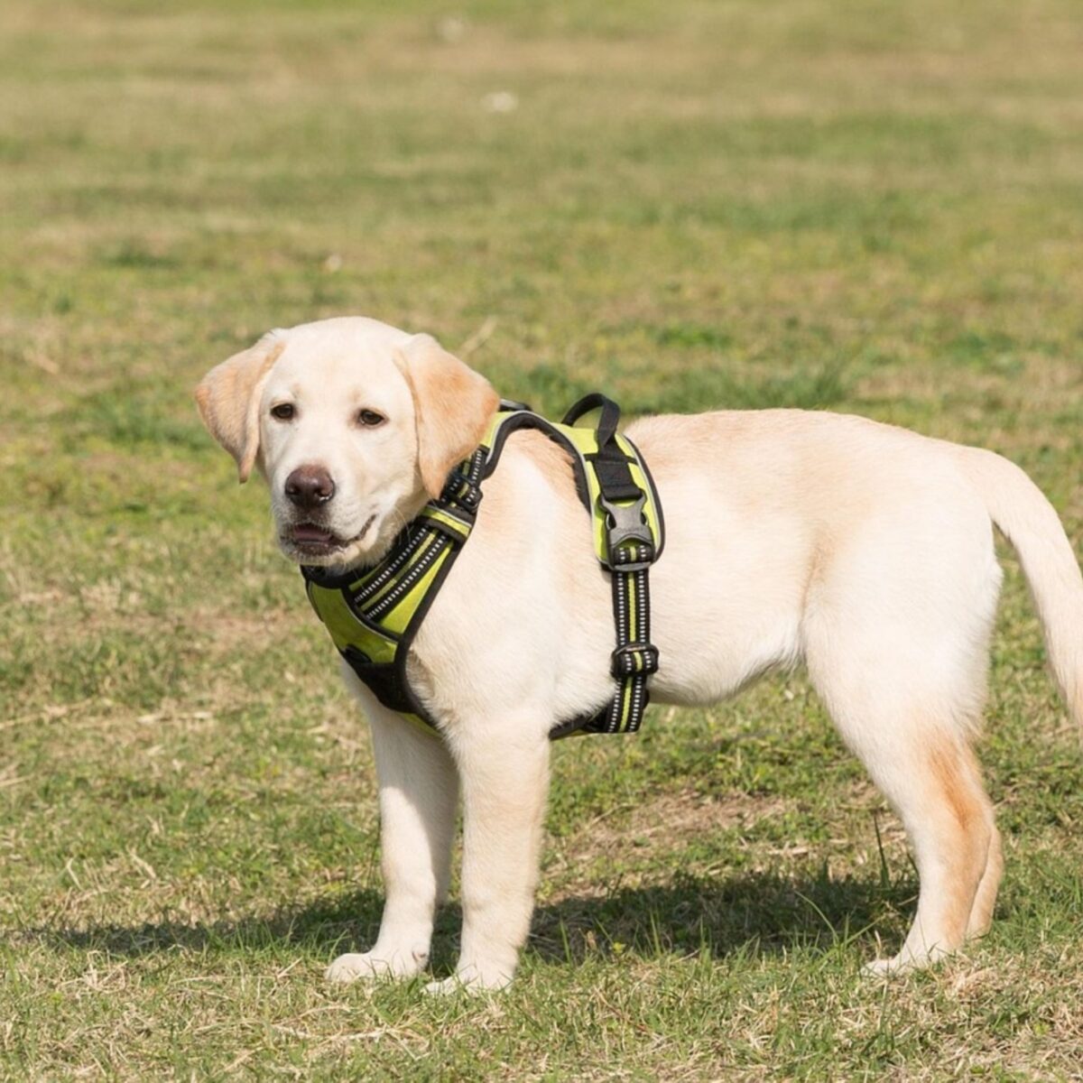 White Labrador stands side-on in park wearing walking harness.