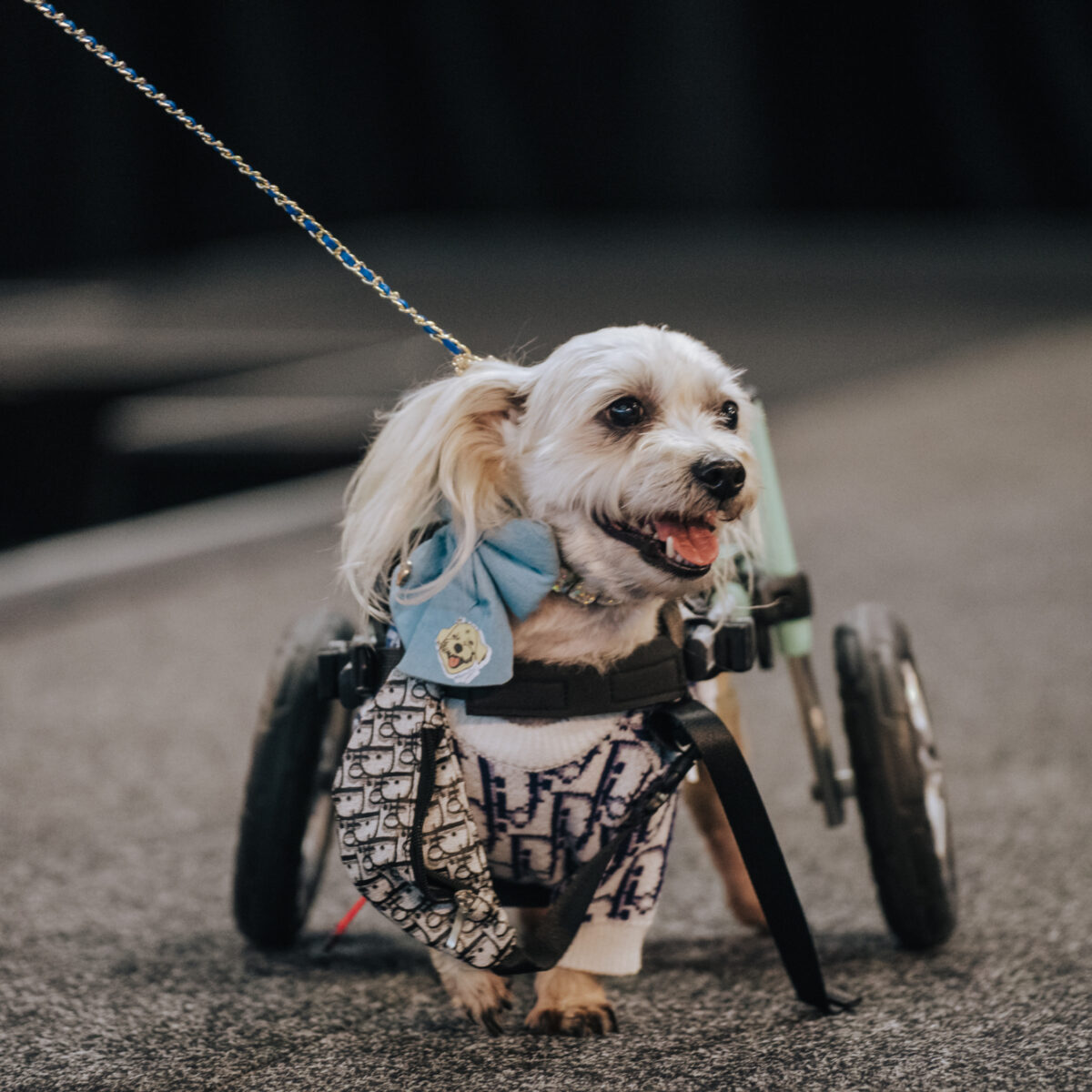 A small blonde dog using wheels walks confidently on a runway wearing a blue bow tie and a patterned outfit, looking ahead with a happy expression.