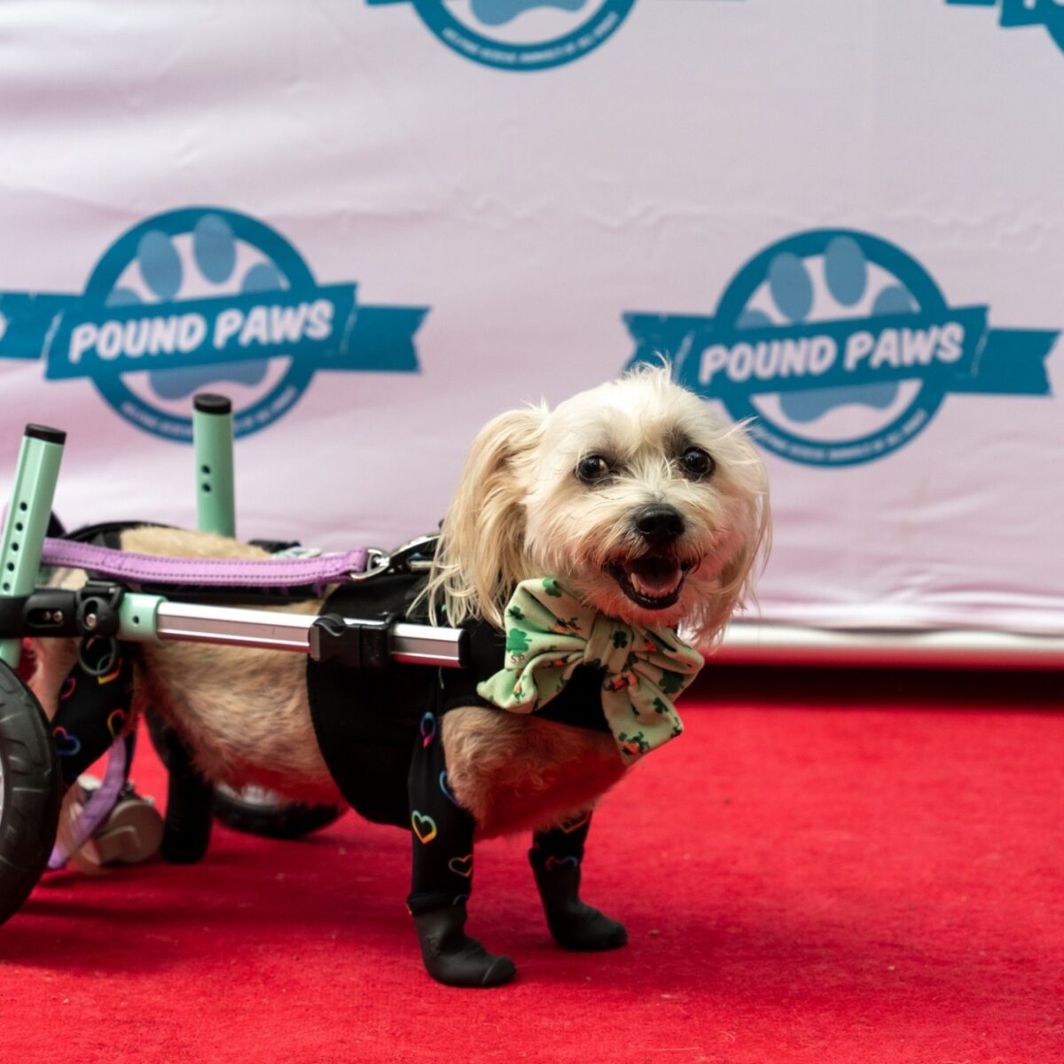 A small blonde dog using wheels smiles on a red carpet at a Pound Paws event, wearing a mint green bow tie and black outfit with colourful hearts.