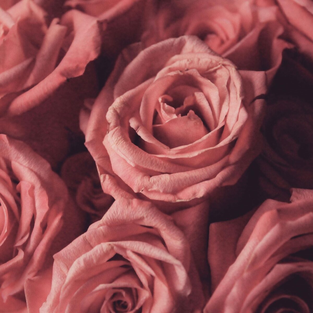 A bunch of pink roses, showing the flower heads in soft half-light.